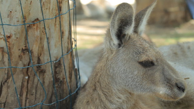 Kangaroo in Gan Guru in Israel