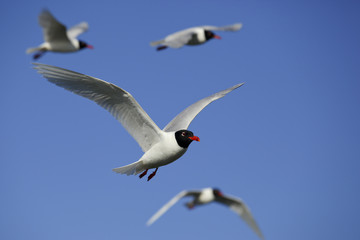 seagulls in flight