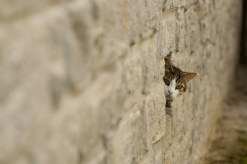 Appearing cat in the wall