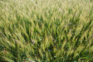 Green wheat