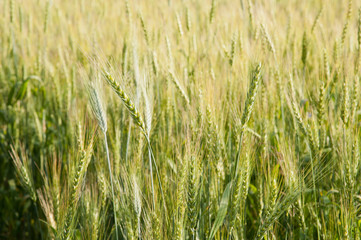 Green wheat