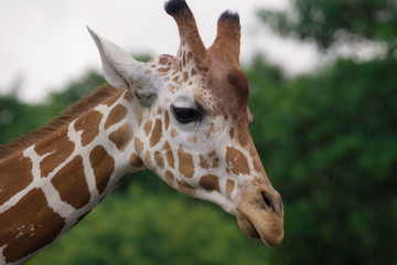 Giraffe