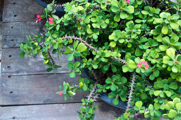 Crown of thorns flowers in the garden wood background.