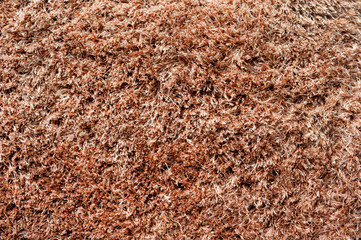 carpet or rug texture