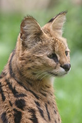 Portrait d'un Serval