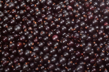 black currant