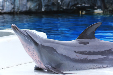 Dolphin show