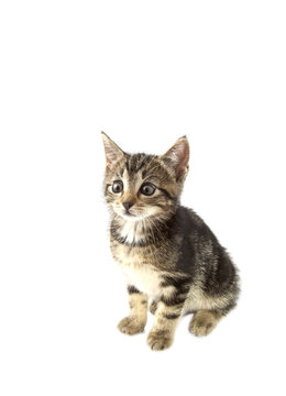 Adorable kitten