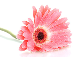 Fototapeta na wymiar beautiful pink gerbera with drops isolated on white.