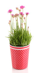 Pink flowers in pot isolated on white