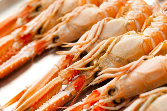 Fresh Scampi