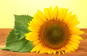 sunflower on yellow background
