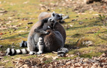 groupe de makis cattas