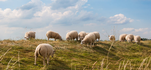 Sheep grazing on a dike in the Netherlands