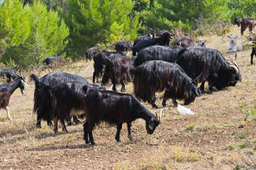 Goats in countryside.