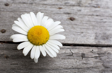 Obraz premium pâquerette marguerite sur fond de bois