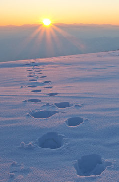 der sonne entgegen
