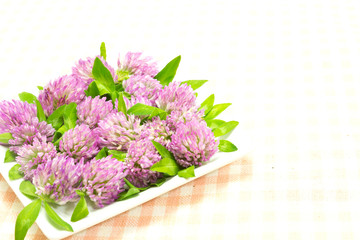 Bachelor's button flower