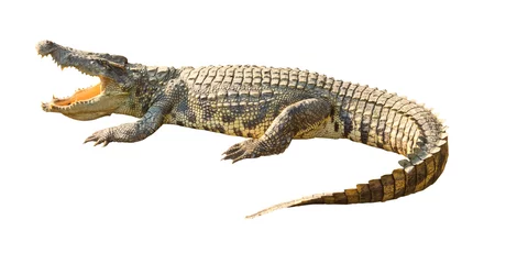 Vlies Fototapete Krokodil Gefährliches Krokodil mit offenem Mund isoliert mit Beschneidungspfad