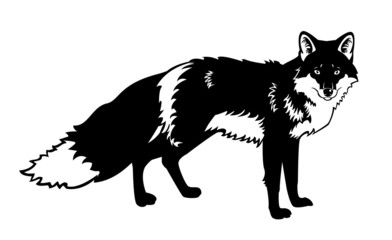 fox black white isolated on white background