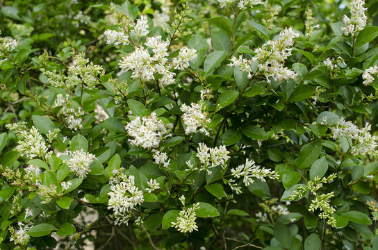 Ligustrum vulgare / Tro&egrave;ne commun