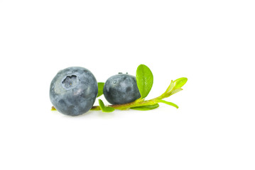 Bilberry with leaves on white background.