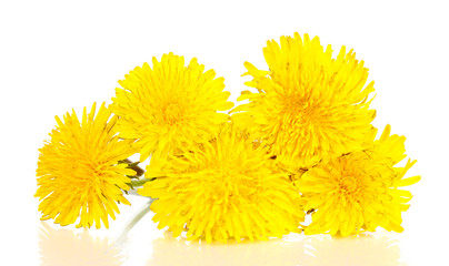 Dandelion flowers isolated on white