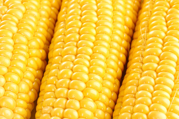 corn background