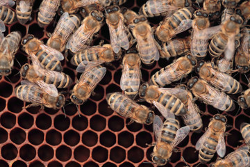 Bees on the honey combs