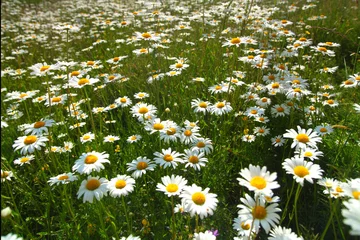 Fototapete Gänseblümchen field with white daisies