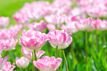 Garden with tulip flowers in summer