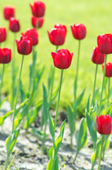 Obraz premium Garden with tulip flowers in summer
