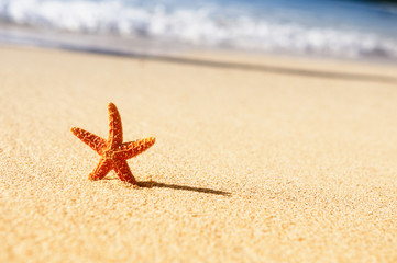 starfish in vacations