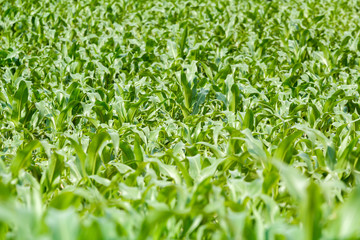 Fototapeta premium green corn field