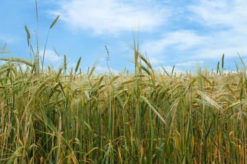 field of organic green grains