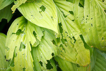 leaves eaten by slugs