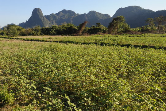 Montagne e campi vicino a Vang Vieng in Laos