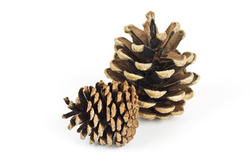 Pine Cones