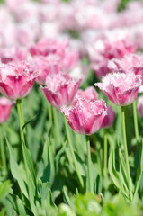 Garden with tulip flowers in summer