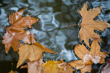 autumn leaves