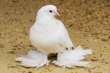 White Pigeon