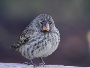 Medium ground finch