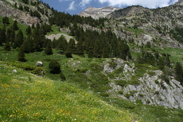 Fototapeta na wymiar alpejska łąka w Pirenejach