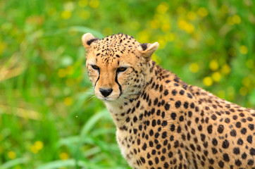 Cheetah