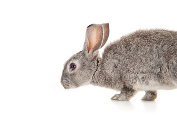 Gray rabbit, isolated on white