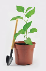 Garden flower pot with shovel and sprout
