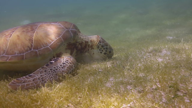 the loggerhead turtle filmed underwater in mexico