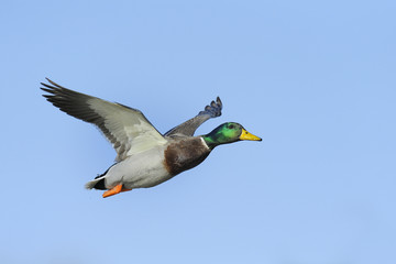 Obraz premium Colorful male mallard duck in flight against blue sky