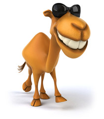 Fun camel