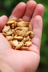 ゴーヤの種　The seeds of bitter gourd